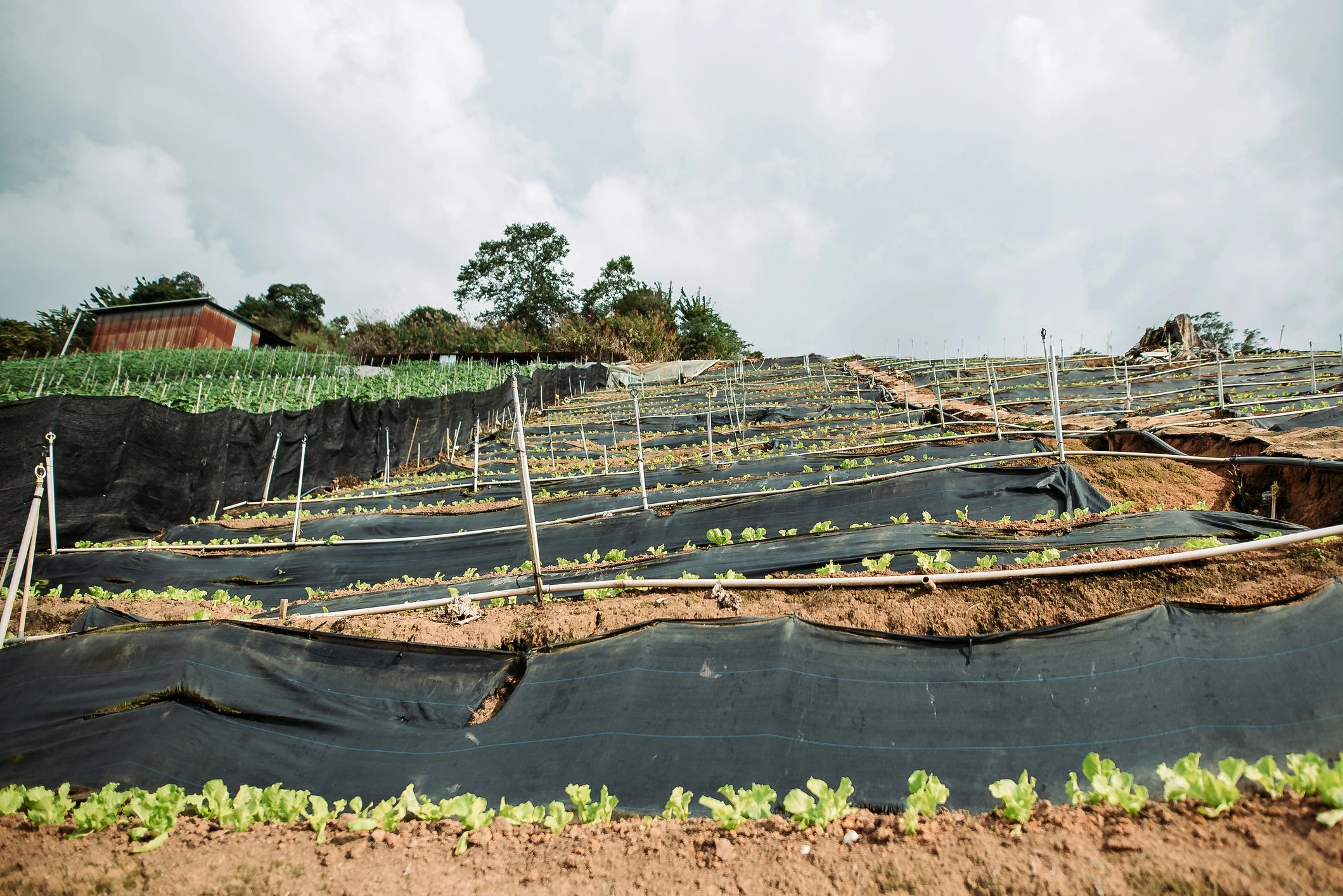 Farm plantation landscape with rows of crops