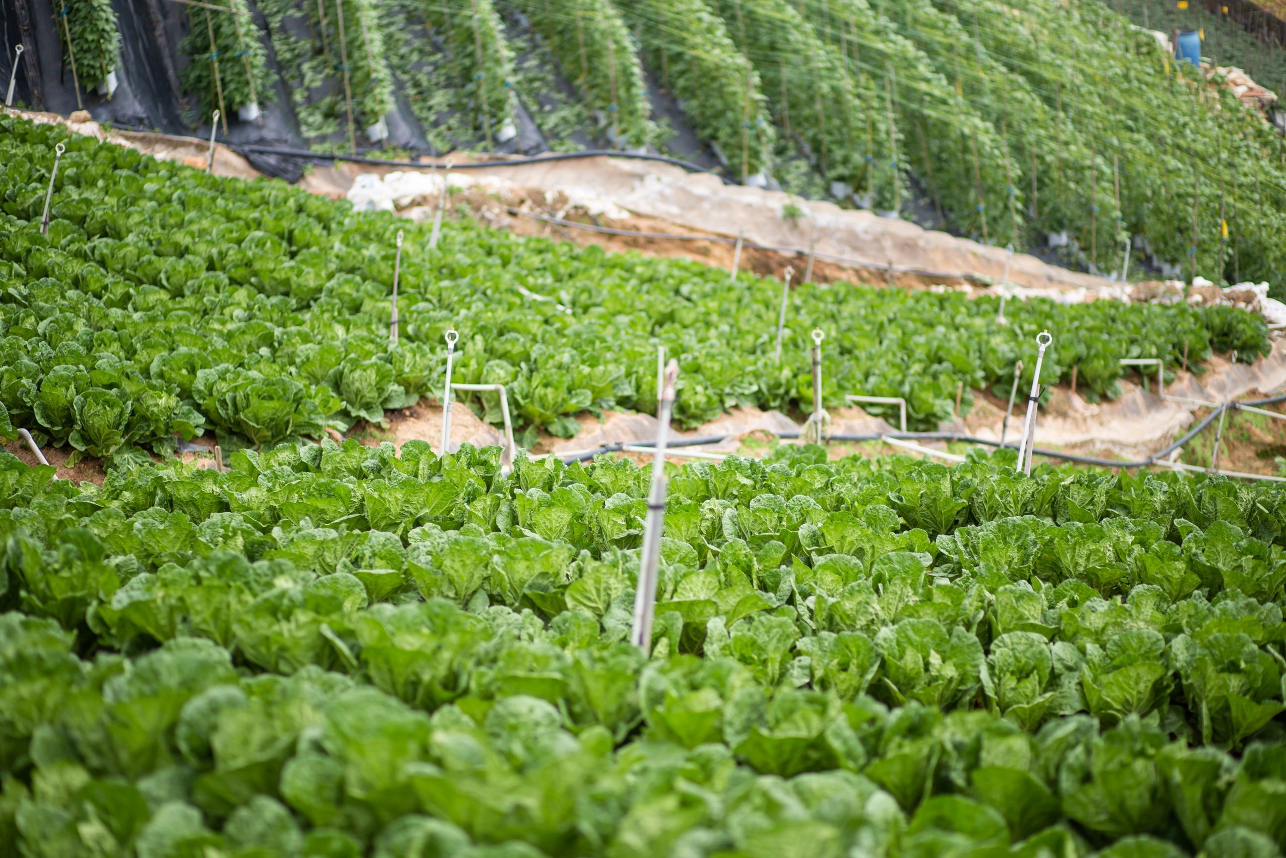 Green plants growing in a field